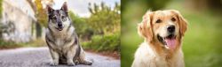 Swedish Vallhund vs Golden Retriever - Breed Comparison
