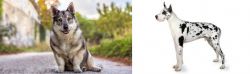 Swedish Vallhund vs Great Dane - Breed Comparison