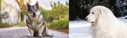 Swedish Vallhund vs Great Pyrenees - Breed Comparison