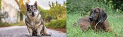 Swedish Vallhund vs Hanover Hound - Breed Comparison