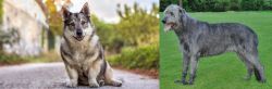 Swedish Vallhund vs Irish Wolfhound - Breed Comparison
