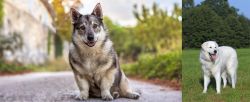 Swedish Vallhund vs Kuvasz - Breed Comparison
