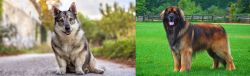 Swedish Vallhund vs Leonberger - Breed Comparison