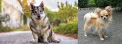 Swedish Vallhund vs Long Haired Chihuahua - Breed Comparison