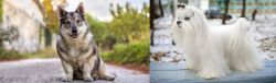 Swedish Vallhund vs Maltese - Breed Comparison