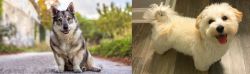 Swedish Vallhund vs Maltipoo - Breed Comparison