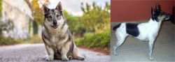 Swedish Vallhund vs Miniature Fox Terrier - Breed Comparison