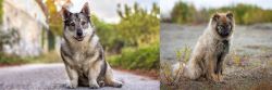 Swedish Vallhund vs Nenets Herding Laika - Breed Comparison
