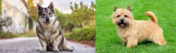 Swedish Vallhund vs Norwich Terrier - Breed Comparison