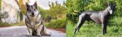 Swedish Vallhund vs Peruvian Hairless - Breed Comparison