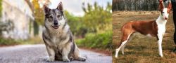 Swedish Vallhund vs Podenco Canario - Breed Comparison