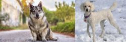 Swedish Vallhund vs Poodle - Breed Comparison