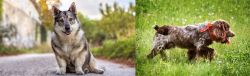 Swedish Vallhund vs Russian Spaniel - Breed Comparison