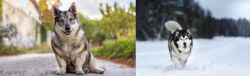 Swedish Vallhund vs Siberian Husky - Breed Comparison