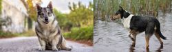 Swedish Vallhund vs Smooth Collie - Breed Comparison