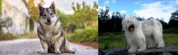Swedish Vallhund vs South Russian Ovcharka - Breed Comparison