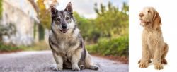 Swedish Vallhund vs Spinone Italiano - Breed Comparison