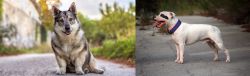 Swedish Vallhund vs Staffordshire Bull Terrier - Breed Comparison
