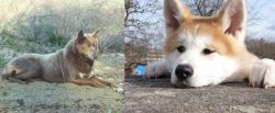 Tahltan Bear Dog vs Akita - Breed Comparison