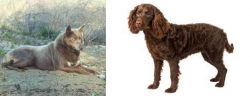 Tahltan Bear Dog vs American Water Spaniel - Breed Comparison