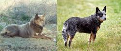Tahltan Bear Dog vs Austrailian Blue Heeler - Breed Comparison