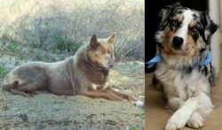 Tahltan Bear Dog vs Australian Collie - Breed Comparison