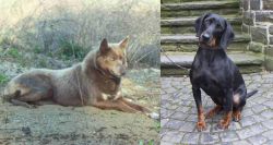Tahltan Bear Dog vs Austrian Black and Tan Hound - Breed Comparison