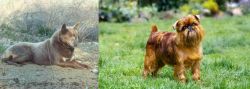 Tahltan Bear Dog vs Belgian Griffon - Breed Comparison