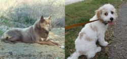 Tahltan Bear Dog vs Cavachon - Breed Comparison