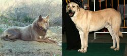 Tahltan Bear Dog vs Central Anatolian Shepherd - Breed Comparison