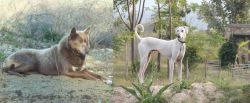 Tahltan Bear Dog vs Chippiparai - Breed Comparison