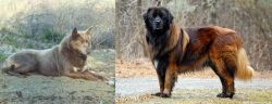 Tahltan Bear Dog vs Estrela Mountain Dog - Breed Comparison