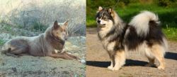Tahltan Bear Dog vs Finnish Lapphund - Breed Comparison