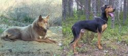 Tahltan Bear Dog vs Greek Harehound - Breed Comparison