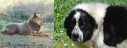 Tahltan Bear Dog vs Greek Sheepdog - Breed Comparison