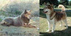 Tahltan Bear Dog vs Greenland Dog - Breed Comparison