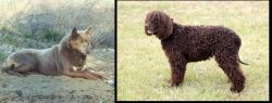 Tahltan Bear Dog vs Irish Water Spaniel - Breed Comparison