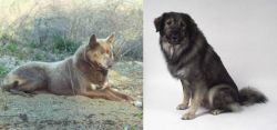 Tahltan Bear Dog vs Istrian Sheepdog - Breed Comparison