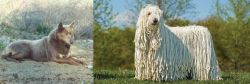 Tahltan Bear Dog vs Komondor - Breed Comparison