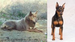 Tahltan Bear Dog vs Miniature Pinscher - Breed Comparison