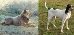 Tahltan Bear Dog vs Petit Gascon Saintongeois - Breed Comparison