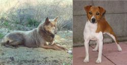 Tahltan Bear Dog vs Plummer Terrier - Breed Comparison