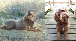 Tahltan Bear Dog vs Portuguese Water Dog - Breed Comparison