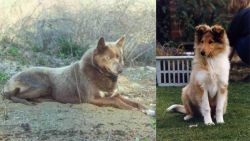 Tahltan Bear Dog vs Rough Collie - Breed Comparison