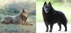 Tahltan Bear Dog vs Schipperke - Breed Comparison