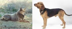 Tahltan Bear Dog vs Serbian Hound - Breed Comparison