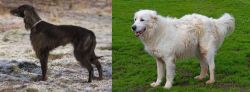 Taigan vs Abruzzenhund - Breed Comparison
