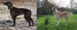 Taigan vs Anatolian Shepherd - Breed Comparison