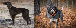 Taigan vs Bluetick Coonhound - Breed Comparison