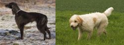 Taigan vs Briquet Griffon Vendeen - Breed Comparison